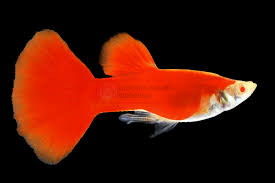 Guppy Full Red
