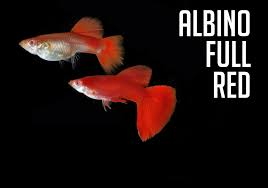 Guppy Full Red
