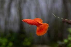 Guppy Full Red