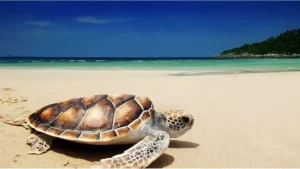 Read more about the article Pantai Sukamade, Surga Alam yang Membawa Damai dan Petualangan