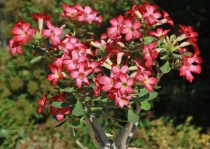 Read more about the article Pesona Desert Rose, Si Cantik yang Tangguh di Lahan Kering