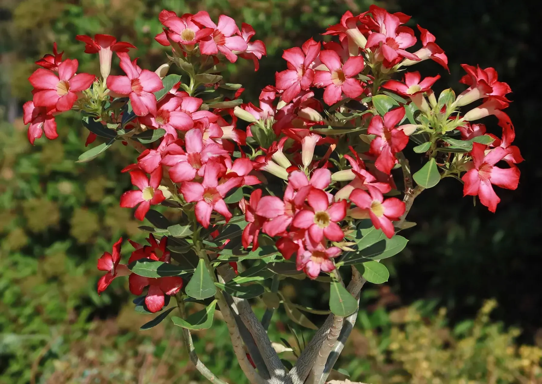 You are currently viewing Pesona Desert Rose, Si Cantik yang Tangguh di Lahan Kering